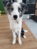 Photo №3. Border Collie / Bleu merle / Type d'exposition / mâle / FCI / ZKwP. Pologne