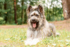 Photo №3. Un beau chien entre de bonnes mains.. Fédération de Russie