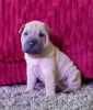 Photos supplémentaires: Bébés Shar Pei