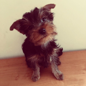 Photo №1. yorkshire terrier - à vendre en ville de Moscou | 286€ | Annonce №2492