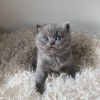 Photo №2 de l'annonce № 43853 de la vente british shorthair - acheter à USA annonce privée