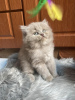 Photo №1. british longhair - à vendre en ville de Штутгарт | 300€ | Annonce № 109691