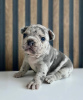 Photo №1. bulldog anglais, bouledogue - à vendre en ville de Leipzig | négocié | Annonce №86359