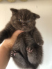 Photo №2 de l'annonce № 123354 de la vente british shorthair - acheter à Allemagne éleveur