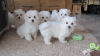 Photo №1. bichon maltais - à vendre en ville de Munich | négocié | Annonce №42511