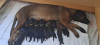 Photo №2 de l'annonce № 102780 de la vente chien de recherche au sang de la montagne bavaroise - acheter à La Lettonie annonce privée