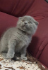 Photo №3. Superbes chatons Scottish Fold de race GCCF. Allemagne