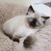 Photo №1. ragdoll - à vendre en ville de Lüdenscheid | 425€ | Annonce № 96933