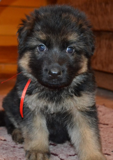 Photos supplémentaires: Berger allemand. D / n. Berger allemand. L / W Chiots