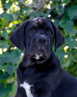 Photos supplémentaires: Cane Corso - Garçon