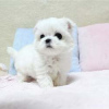 Photo №1. bichon maltais - à vendre en ville de Berlin | négocié | Annonce №115865