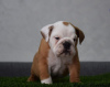 Photo №1. bulldog anglais - à vendre en ville de Нови Сад | négocié | Annonce №90126