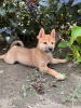 Photo №3. Chiots Shiba Inu. Serbie