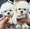 Photo №1. bichon à poil frisé - à vendre en ville de Helsinki | négocié | Annonce №120654