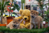 Photo №3. Chiots Shiba Inu de haute qualité. Serbie