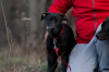 Photos supplémentaires: Acheter un chiot American Pit Bull Terrier en Ukraine