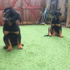 Photo №1. rottweiler - à vendre en ville de Leipzig | 430€ | Annonce №47501