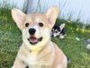 Photo №4. Je vais vendre welsh corgi en ville de Италијани. annonce privée - prix - négocié