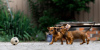 Photos supplémentaires: Chiots teckels standards