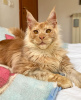 Photo №3. Maine coon. Allemagne