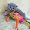 Photo №3. Chatons British Shorthair,. Allemagne