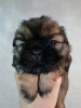 Photo №1. lhassa apso, shih tzu - à vendre en ville de Daugavpils | 600€ | Annonce №83072