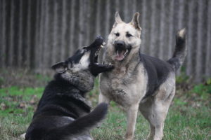 Photos supplémentaires: VEO femelle, à partir du 26.02, avec une métrique de chiot