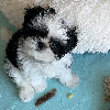 Photo №4. Je vais vendre shih tzu en ville de Richmond. éleveur - prix - 331€