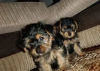 Photo №4. Je vais vendre yorkshire terrier en ville de Kiev. annonce privée - prix - 338€