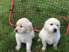 Photo №3. Chiots Golden Retriever en bonne santé. Belgique