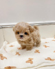 Photo №3. Adorable chiot maltipoo Teacup. Allemagne