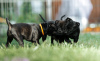Photo №3. Stafforshire Bull Terrier anglais. Fédération de Russie