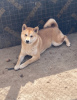 Photo №4. Je vais vendre shiba en ville de Subotica. éleveur - prix - 700€