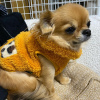 Photo №1. chihuahua - à vendre en ville de Tampere | Gratuit | Annonce №83811