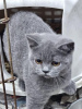 Photo №1. british shorthair - à vendre en ville de Nuremberg | 400€ | Annonce № 119438