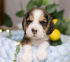 Photo №3. Beaux chiots beagle à vendre. La finlande