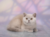 Photo №2 de l'annonce № 115055 de la vente british shorthair - acheter à Fédération de Russie annonce privée