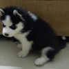 Photo №1. husky de sibérie - à vendre en ville de Ostrava | négocié | Annonce №115757