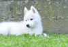 Photos supplémentaires: Chiots Husky Sibérien