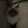 Photo №4. Je vais vendre ragdoll en ville de Berlin. annonce privée, éleveur - prix - 600€