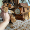 Photo №1. yorkshire terrier - à vendre en ville de Франкфурт-на-Майне | 265€ | Annonce №119342