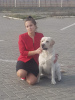 Photo №4. Accouplement labrador retriever en Biélorussie. Annonce № 49818