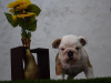 Photos supplémentaires: Chiots bouledogue anglais