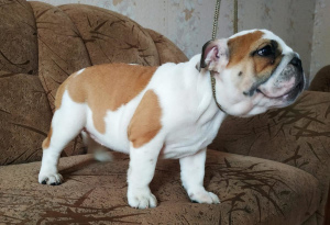 Photo №2 de l'annonce № 6914 de la vente bulldog anglais - acheter à Biélorussie éleveur