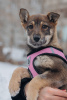 Photo №3. Les chiots Zoya et Anfisa veulent trouver un foyer et une famille aimante !. Fédération de Russie