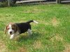 Photo №2 de l'annonce № 69120 de la vente beagle - acheter à La finlande 