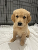 Photo №1. golden retriever - à vendre en ville de Berlin | négocié | Annonce №115942