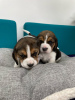 Photo №2 de l'annonce № 75137 de la vente beagle - acheter à Lituanie annonce privée