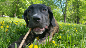 Photos supplémentaires: chiots canne corso