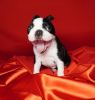 Photo №3. Chiots Boston terrier. Serbie